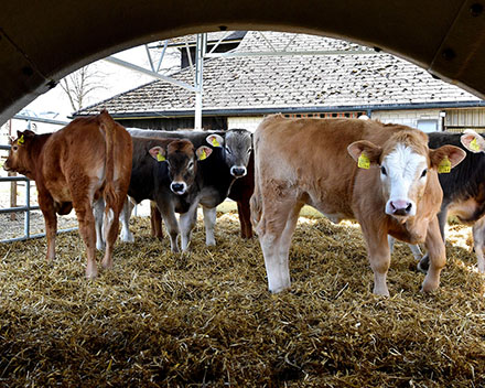 Healthier animals thanks to reduced antibiotic use