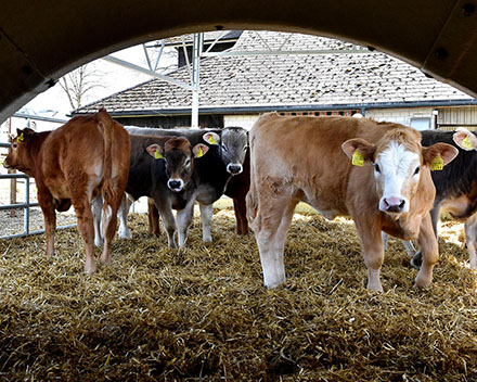 Des animaux en meilleure santé grâce à la réduction de la résistance aux antibiotiques