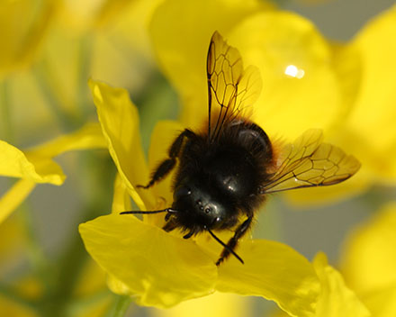 Die Bestände wilder Bienen erhalten