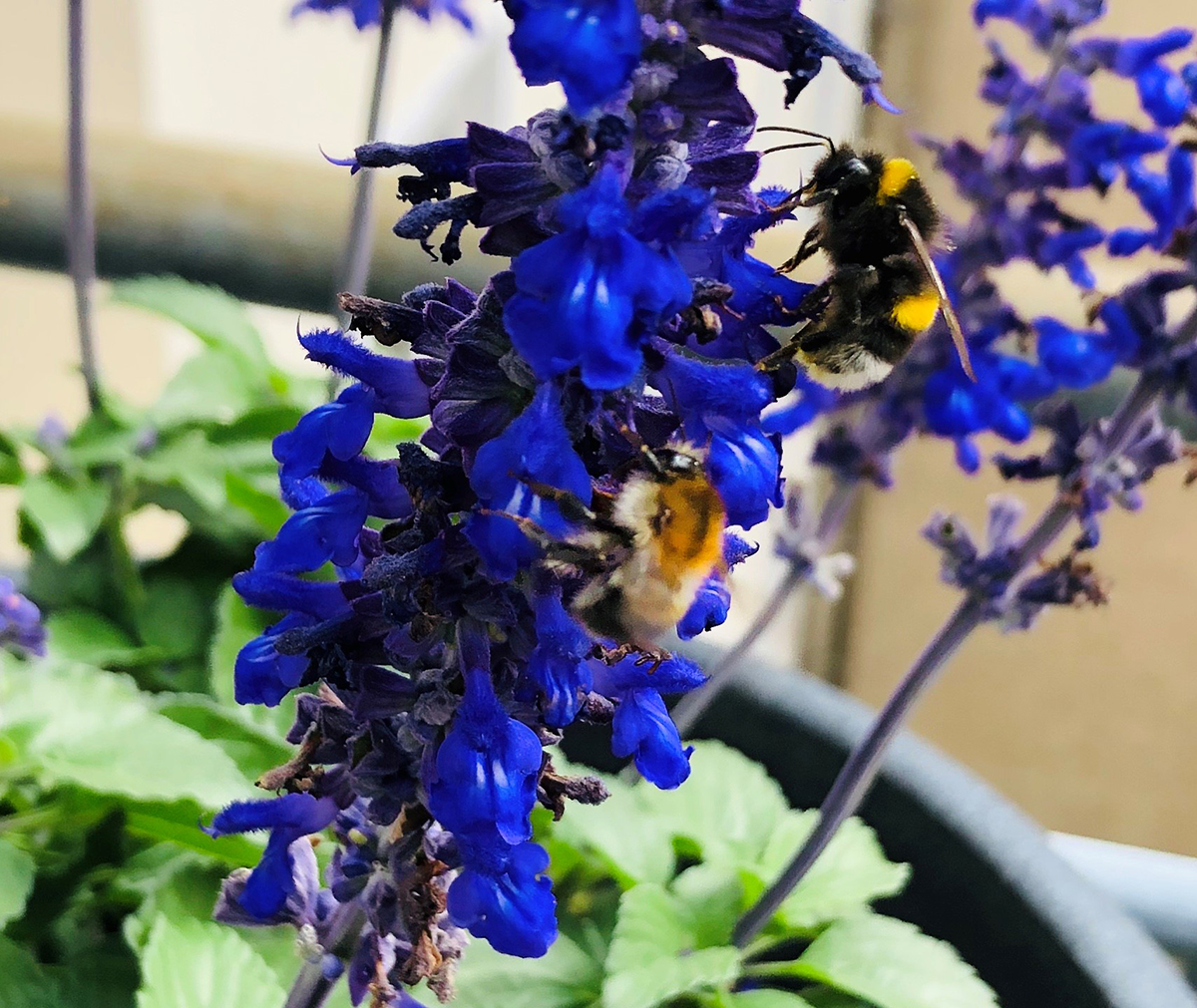 Hummeln (die auch zu den Wildbienen gehören) auf Futtersuche.